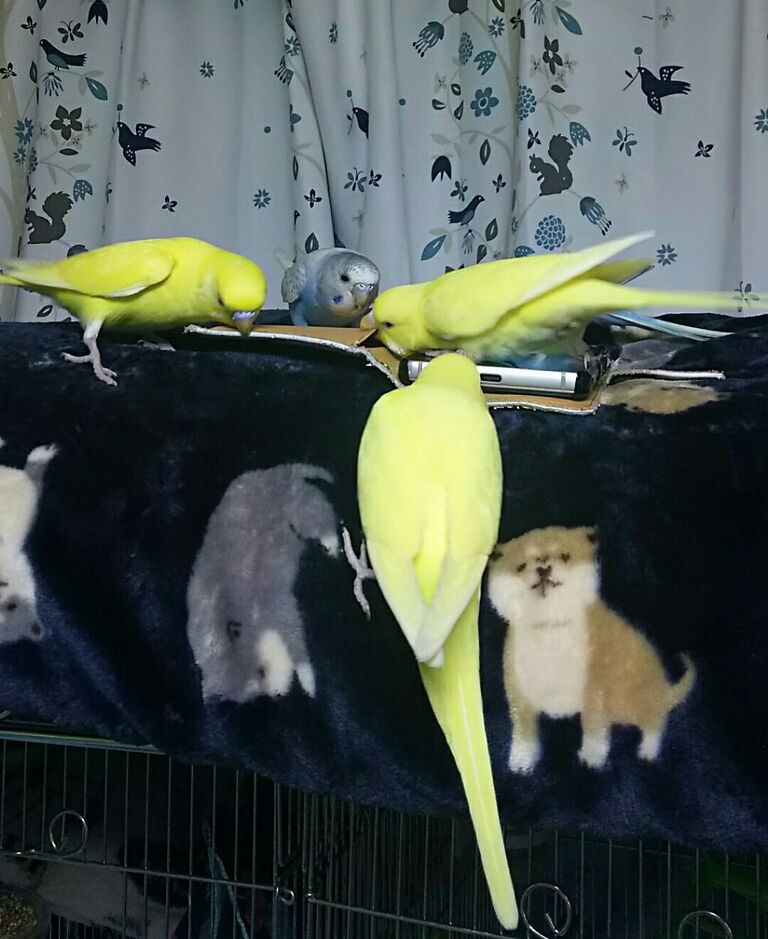 ジャンボセキセイ 今日は黄色ちゃん推し Pbfdそらちゃんと あむしろインコ日記