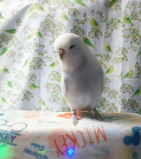 Polish_20210615_122018399