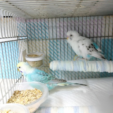 Polish_20250129_152641648