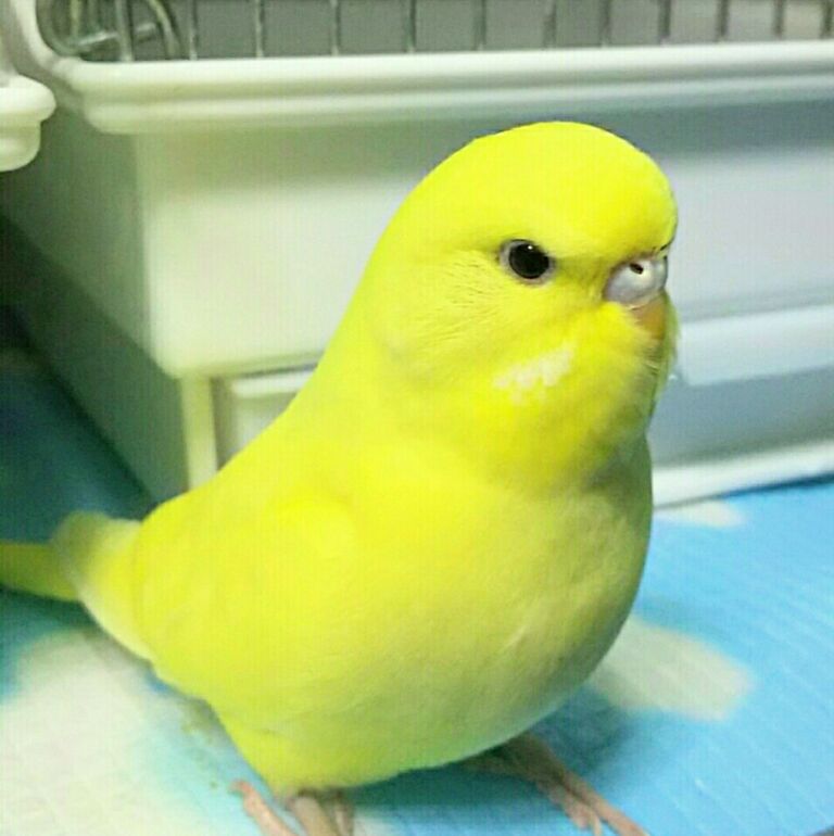 黄色い鳥 こんな美しいハトがおったんかいな：NIKKOR Z 800mm f6.3 VR S｜栗きんとん