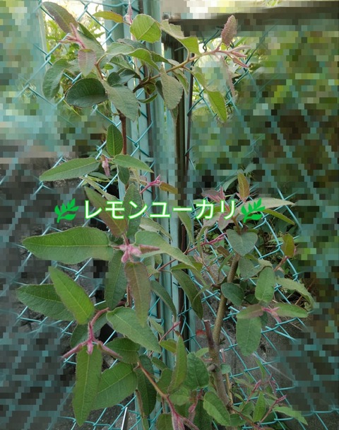 Polish_20230427_162419354