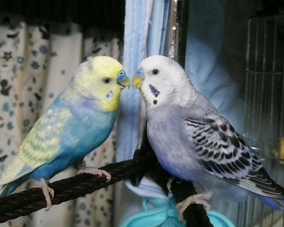 カメラの写りが悪くて萎えそう 8 Llll Pbfdそらちゃんと あむしろインコ日記