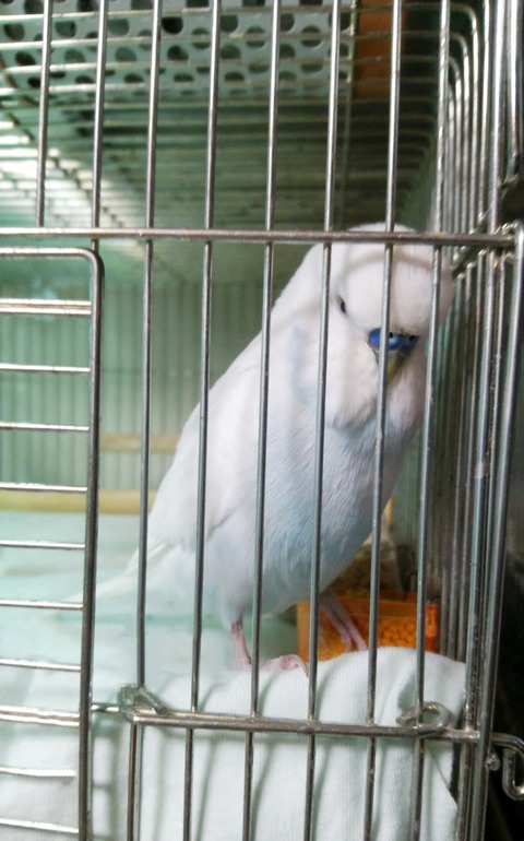 Polish_20230503_144234413