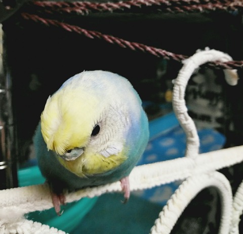 Polish_20210128_215849442