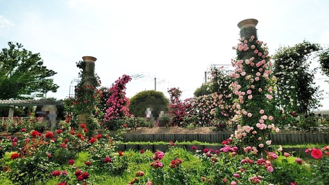 Polish_20250516_013628600
