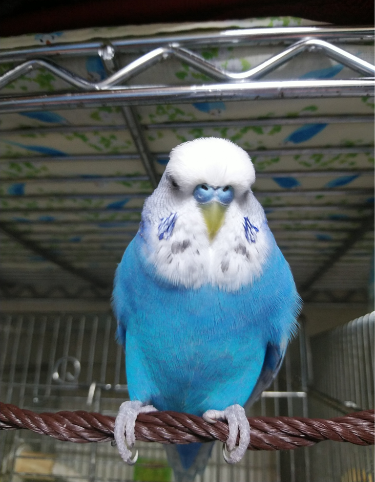 換羽も落ち着き飼い主も頑張れ Pbfdそらちゃんと あむしろインコ日記