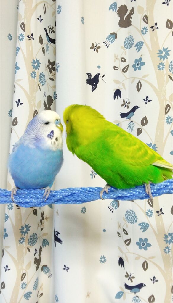 pedomom zubrowk 絶好調と絶不調繰り返すブロリー : PBFDそらちゃんと☆あむしろインコ日記☆