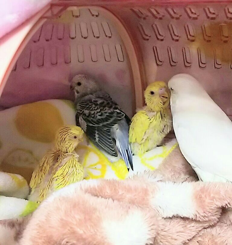 名前が決まりました イクちゃんの雛ちゃん生後25日目 とましろさんの雛ちゃん生後日目と18日目と15日目 Pbfdそらちゃんと あむしろ インコ日記 名前が決まりました イクちゃんの雛ちゃん生後25日目 とましろさんの雛ちゃん生後日目と18日目と15日目 Pbfdそらちゃんと あむしろ インコ日記