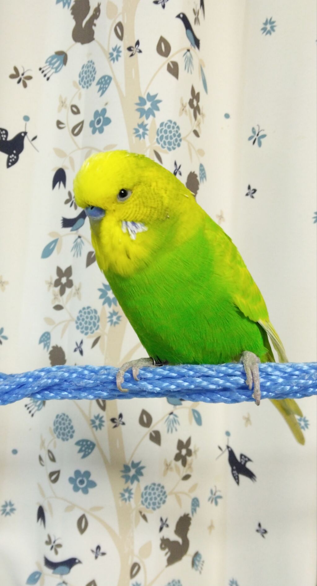 pedomom zubrowk 絶好調と絶不調繰り返すブロリー : PBFDそらちゃんと☆あむしろインコ日記☆