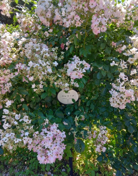 Polish_20240529_163212021