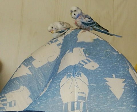 Point Blur_20200727_183314
