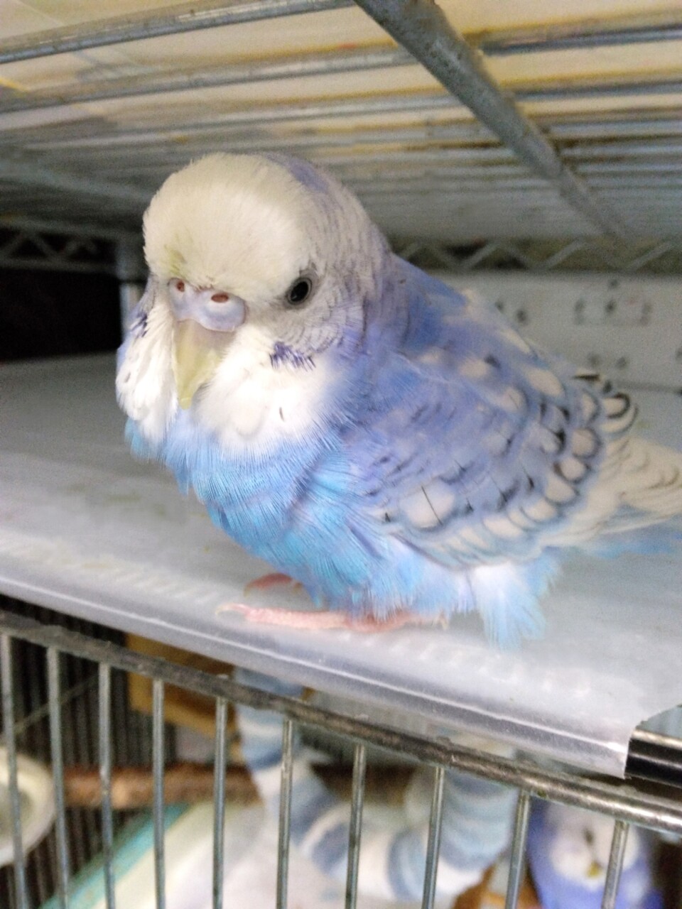 26g!? 夜中の見回り👮 : PBFDそらちゃんと☆あむしろインコ日記☆ 26g!? 夜中の見回り👮 : PBFDそらちゃんと☆あむしろインコ日記☆