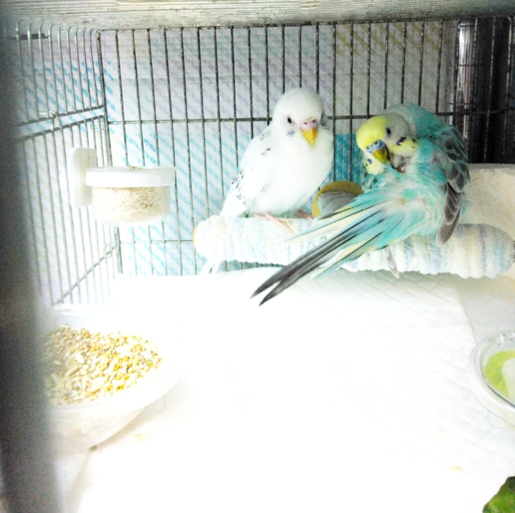 両目がもう殆ど見えないカミルのお世話をするここにゃん : PBFDそら