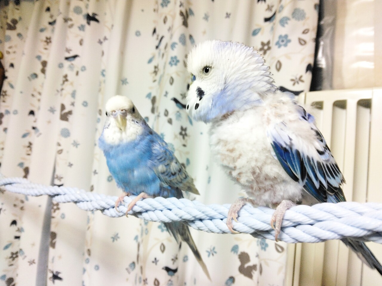 インコの母 今日は母の日でグッタリ : PBFDそらちゃんと☆あむしろインコ日記☆