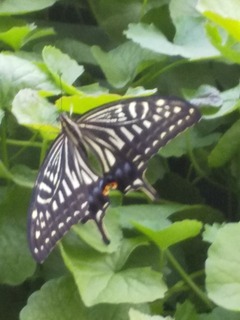 IMG_0001_BURST0010006