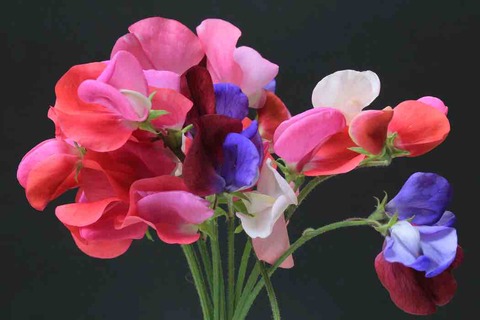 卒業式には花束を 卒業式する先輩に送るおすすめの花はこちら An2e6p5jt5hyのblog 卒業式には花束を 卒業式する先輩に送るおすすめの花はこちら An2e6p5jt5hyのblog