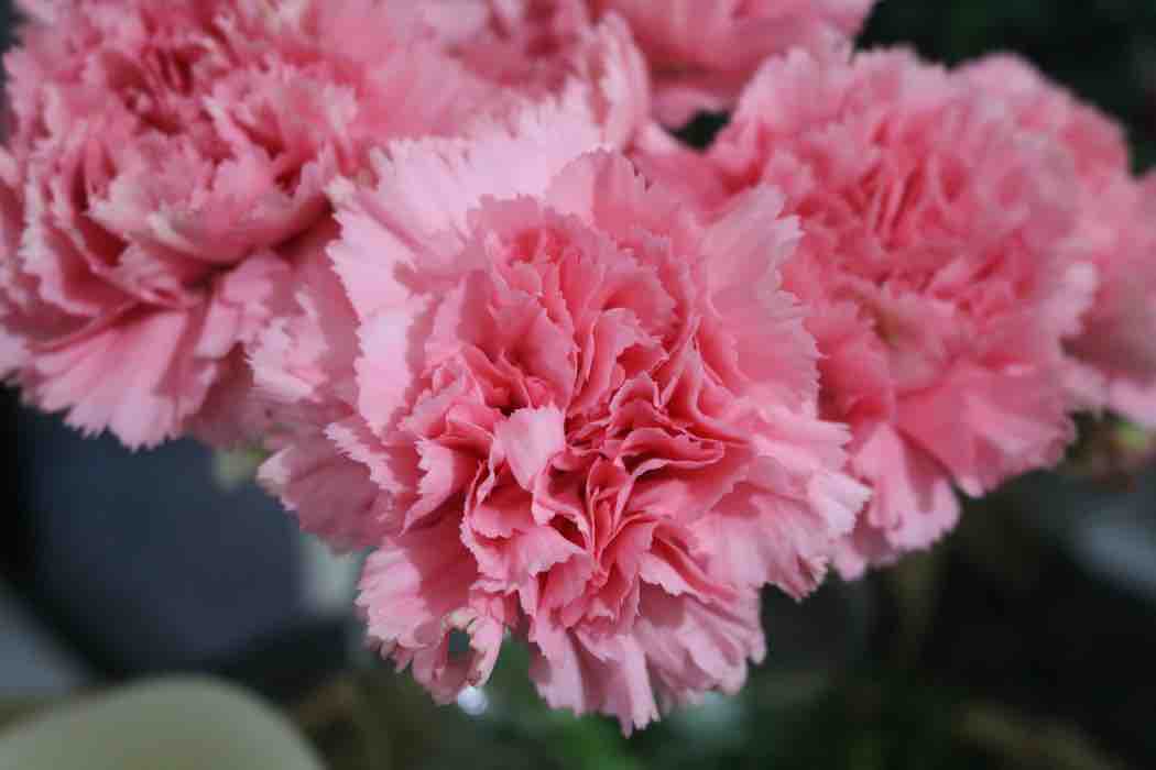 卒業式には花束を 卒業式する先輩に送るおすすめの花はこちら 野球大好き社会人の気まぐれ日記 卒業式には花束を 卒業式する先輩に送るおすすめの花はこちら 野球大好き社会人の気まぐれ日記