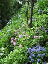 IMG_1245s