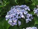 IMG_1246s