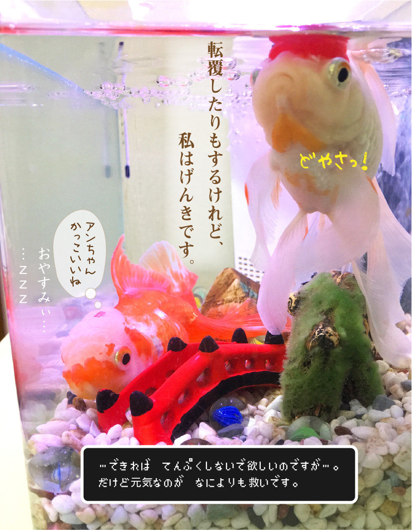 転覆金魚の事件簿 上 金魚のお世話 始めてみました
