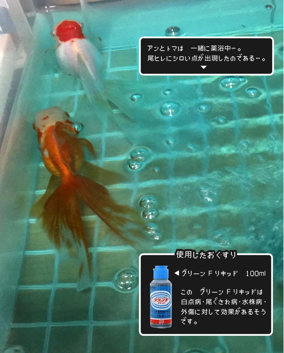 仮 水槽 暮らしのアンとトマ 金魚のお世話 始めてみました 仮 水槽 暮らしのアンとトマ 金魚のお世話 始めてみました