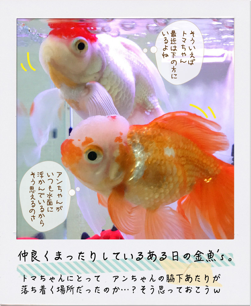 ギリギリな金魚 金魚のお世話 始めてみました ギリギリな金魚 金魚のお世話 始めてみました
