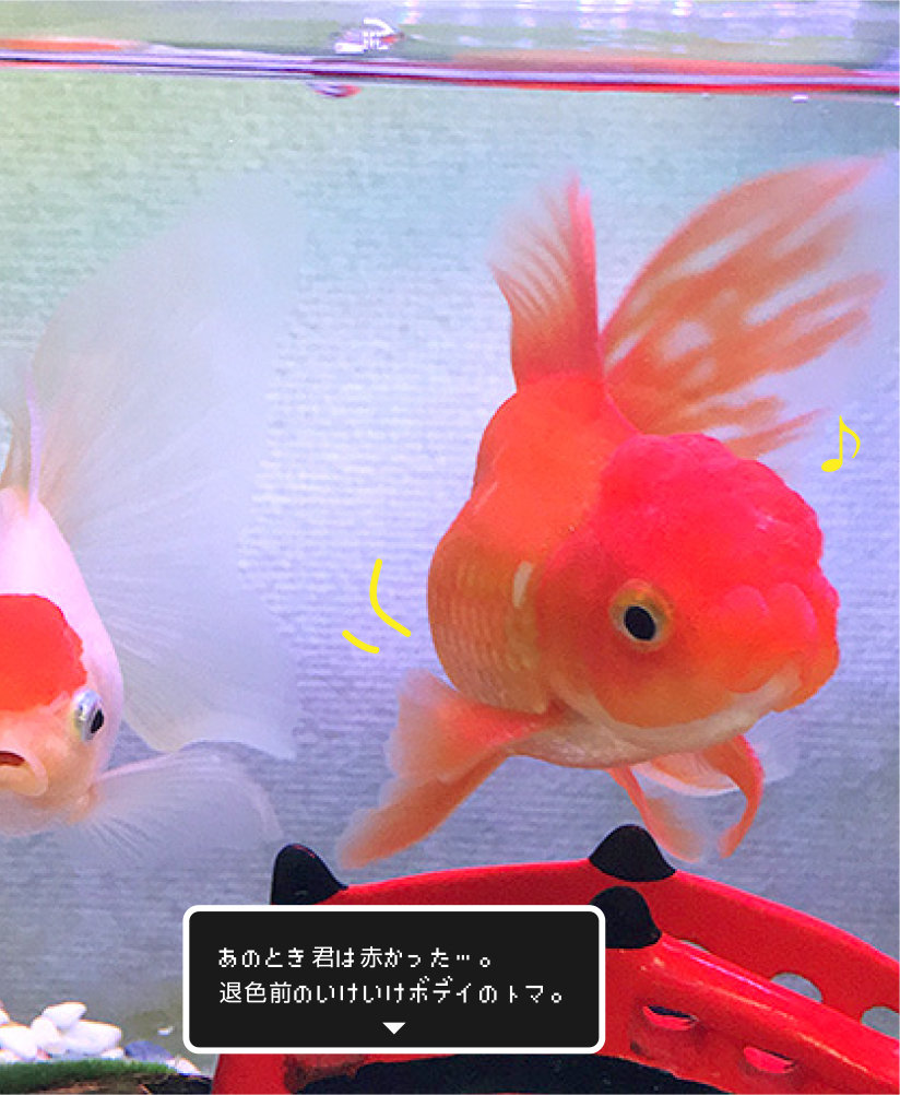 金魚たちのbrand New Days 金魚のお世話 始めてみました 金魚たちのbrand New Days 金魚のお世話 始めてみました