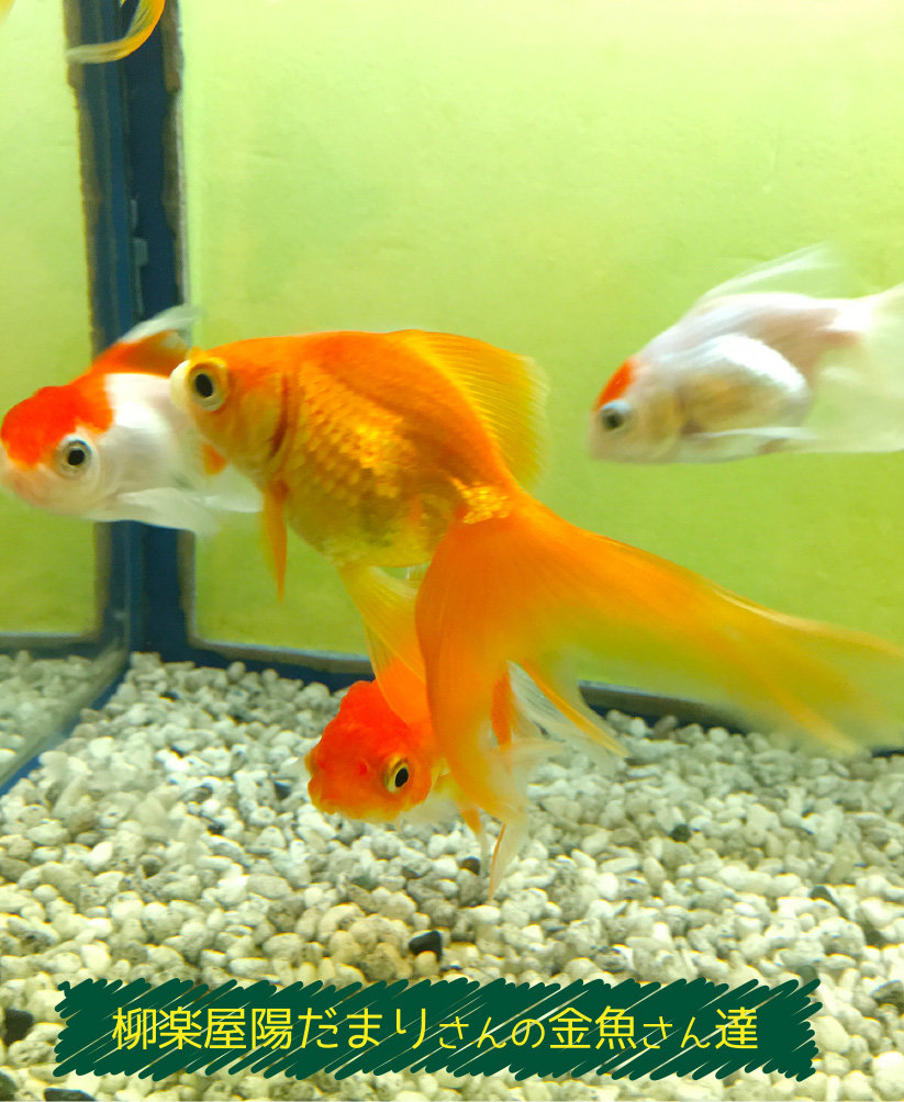 そうだ 大和郡山へ行こう R 金魚のお世話 始めてみました そうだ 大和郡山へ行こう R 金魚のお世話 始めてみました
