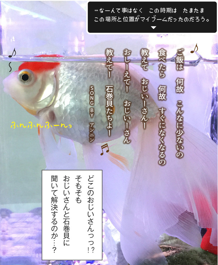 金魚の毎日は続いてく きっと 金魚のお世話 始めてみました 金魚の毎日は続いてく きっと 金魚のお世話 始めてみました