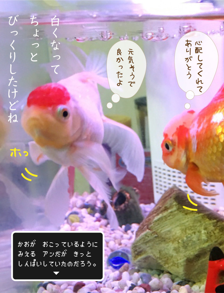 白い肉瘤よこんにちは 金魚のお世話 始めてみました