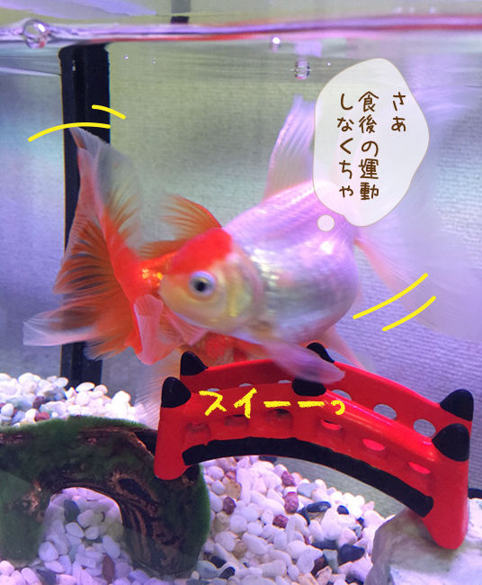 謎は全て解けた 金魚のお世話 始めてみました 謎は全て解けた 金魚のお世話 始めてみました