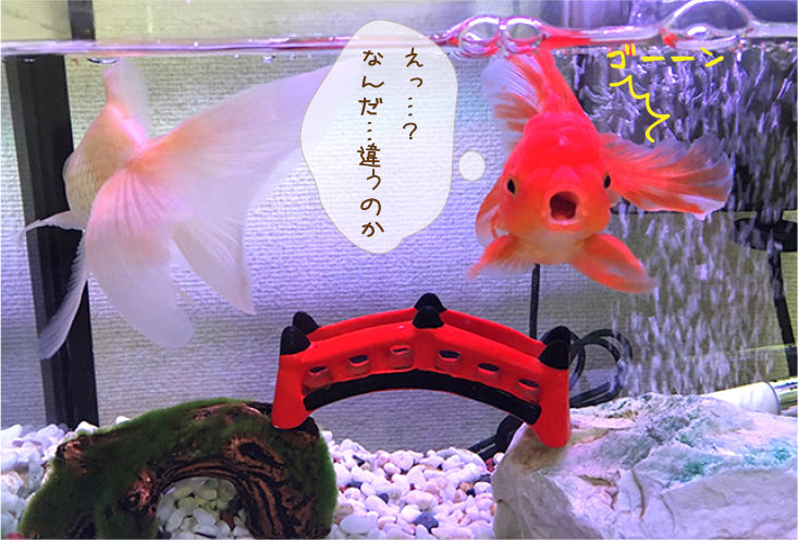 ある日の金魚 S 金魚のお世話 始めてみました
