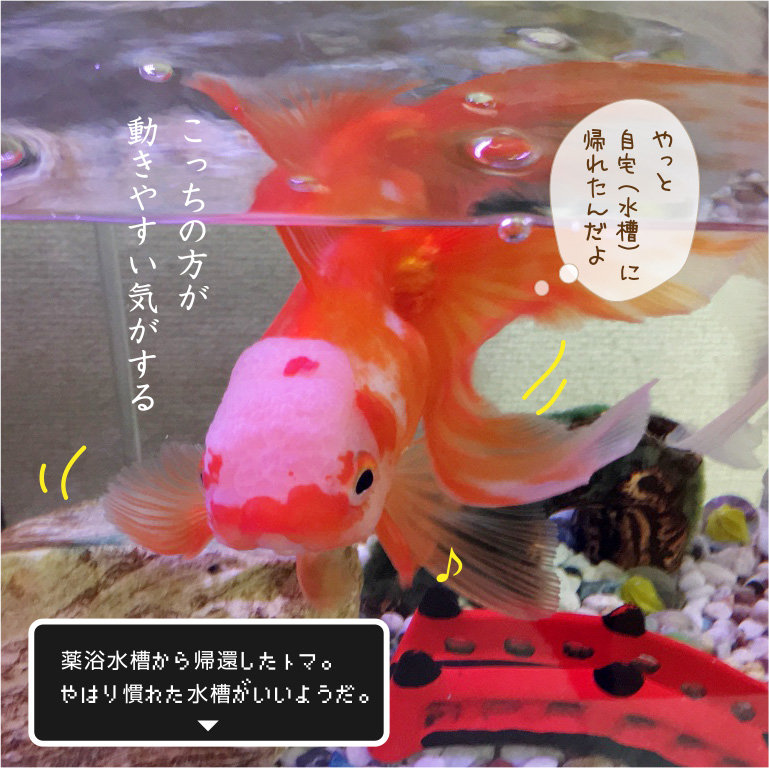 金魚 S 日常水槽にご帰宅 金魚のお世話 始めてみました