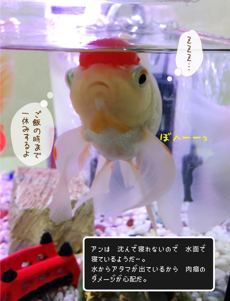 時には金魚も叫んでみたり 金魚のお世話 始めてみました