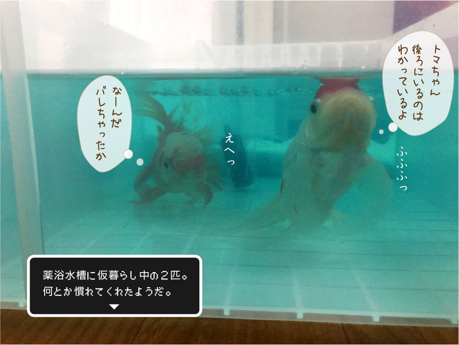 仮 水槽 暮らしのアンとトマ 金魚のお世話 始めてみました