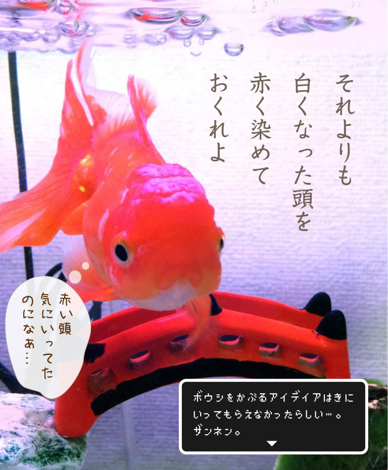 うすくなってきた肉瘤 金魚のお世話 始めてみました うすくなってきた肉瘤 金魚のお世話 始めてみました