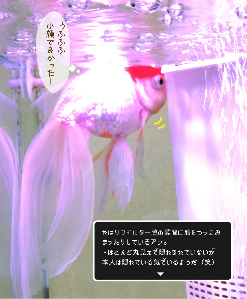 あの金魚 と石巻貝 は今 １ 金魚のお世話 始めてみました