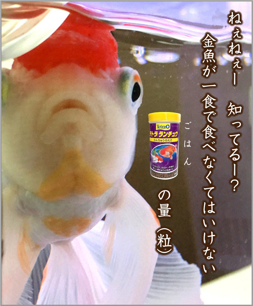 ギリギリな金魚 金魚のお世話 始めてみました