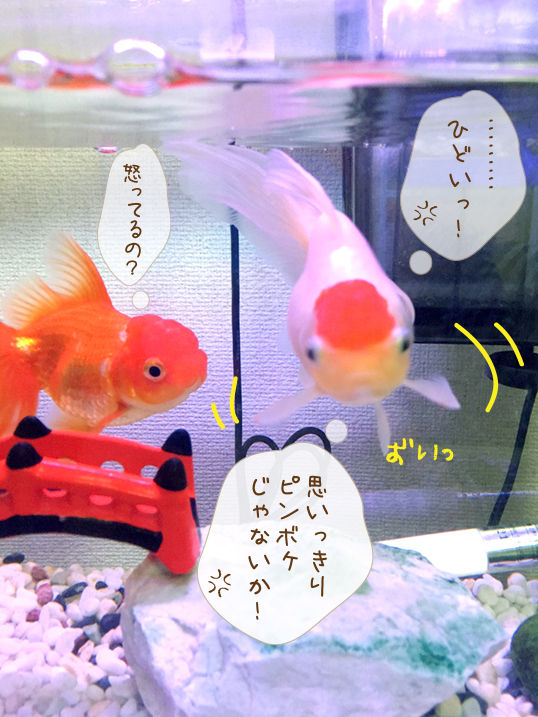 謎は全て解けた 金魚のお世話 始めてみました 謎は全て解けた 金魚のお世話 始めてみました