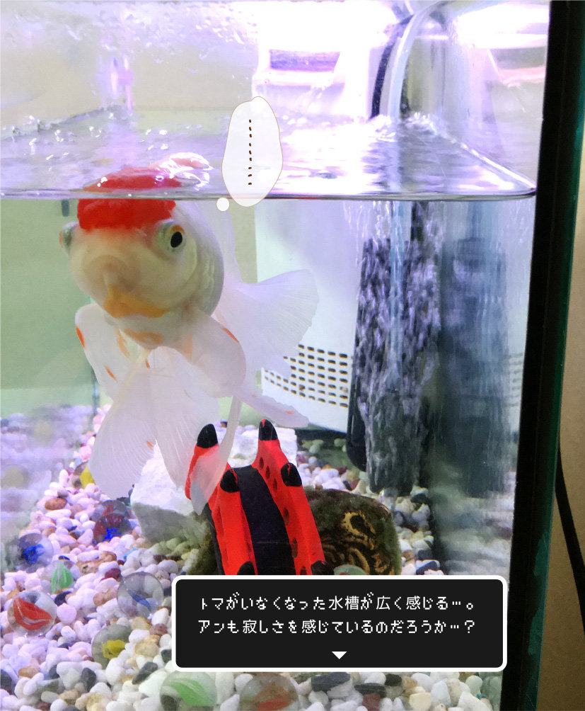 金魚の毎日は続いてく きっと 金魚のお世話 始めてみました 金魚の毎日は続いてく きっと 金魚のお世話 始めてみました
