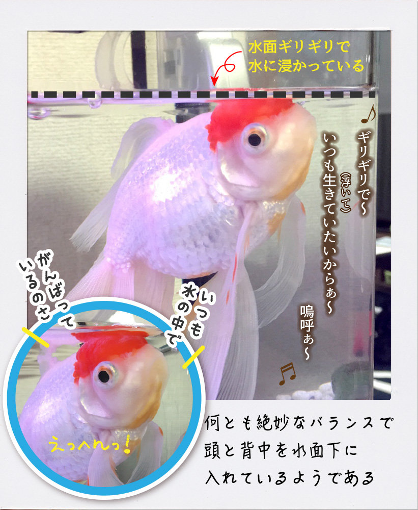 ギリギリな金魚 金魚のお世話 始めてみました ギリギリな金魚 金魚のお世話 始めてみました