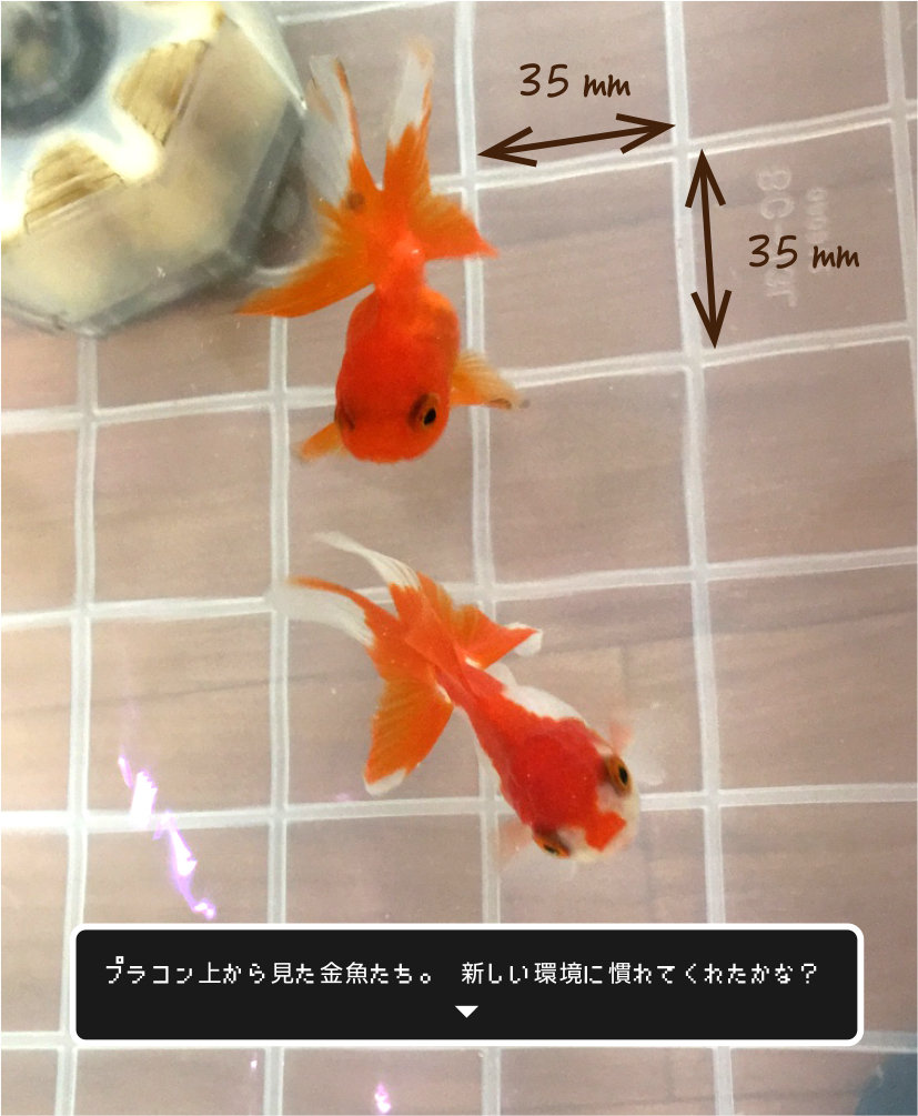 吾輩達ハ金魚デアル 金魚のお世話 始めてみました 吾輩達ハ金魚デアル 金魚のお世話 始めてみました