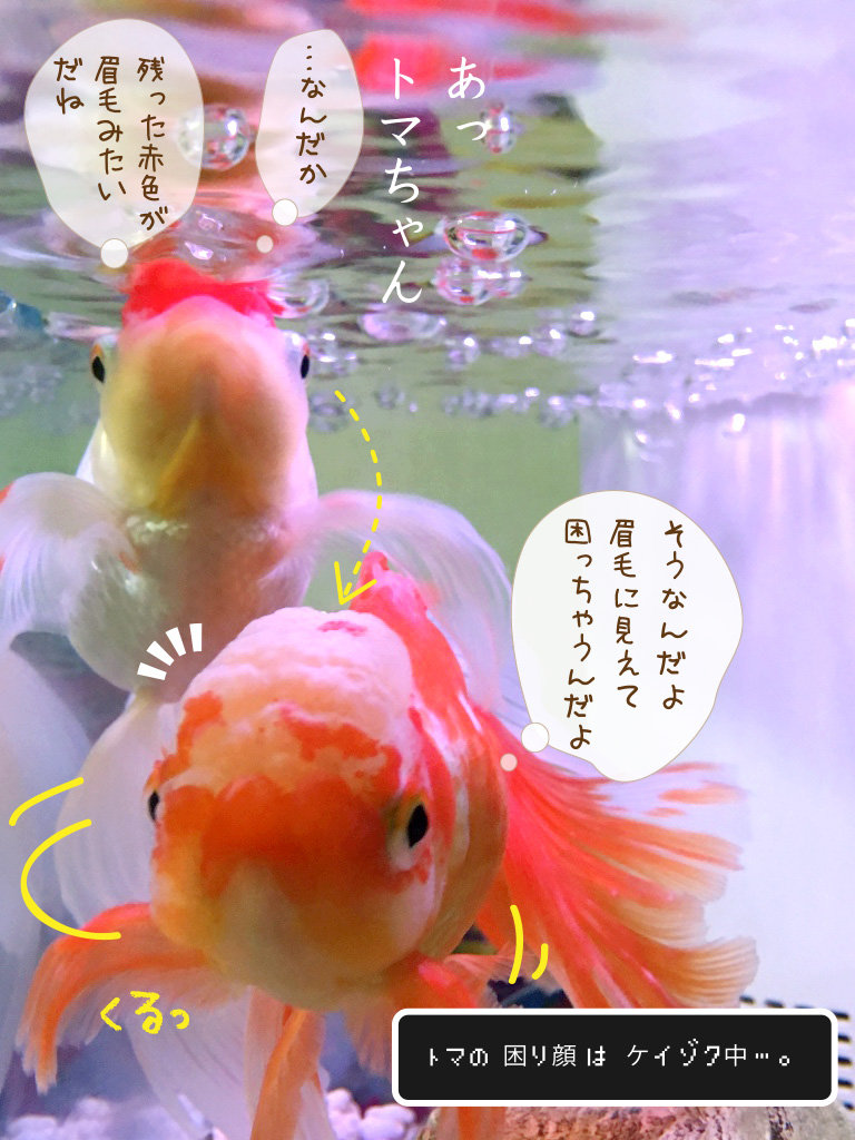 その金魚肥満につき 金魚のお世話 始めてみました