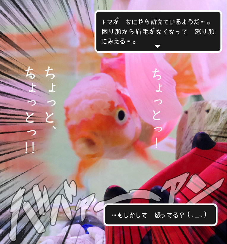 時には金魚も叫んでみたり 金魚のお世話 始めてみました