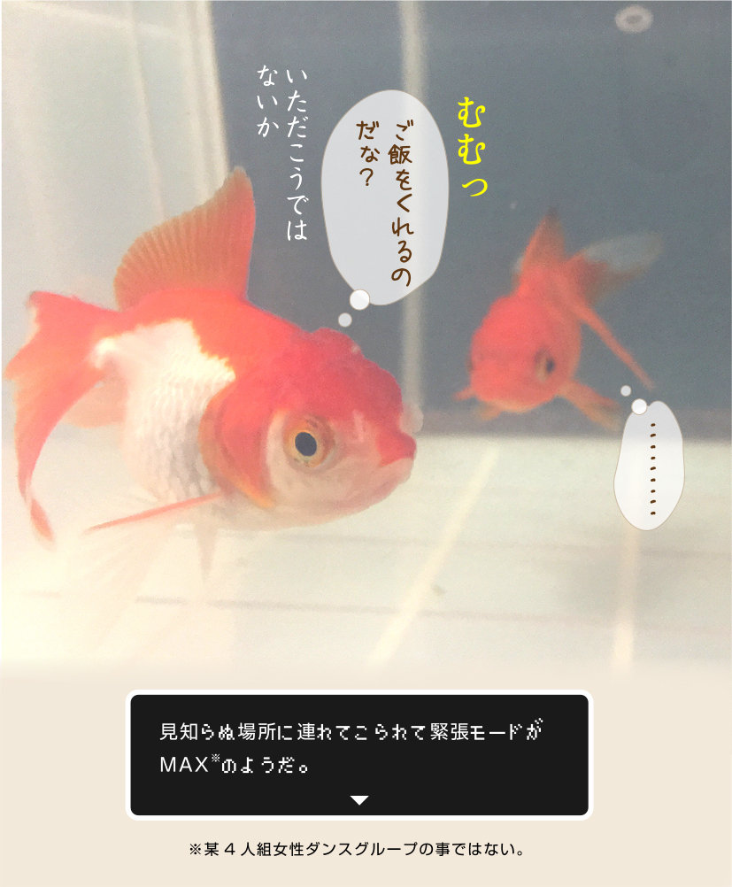 吾輩達ハ金魚デアル 金魚のお世話 始めてみました 吾輩達ハ金魚デアル 金魚のお世話 始めてみました