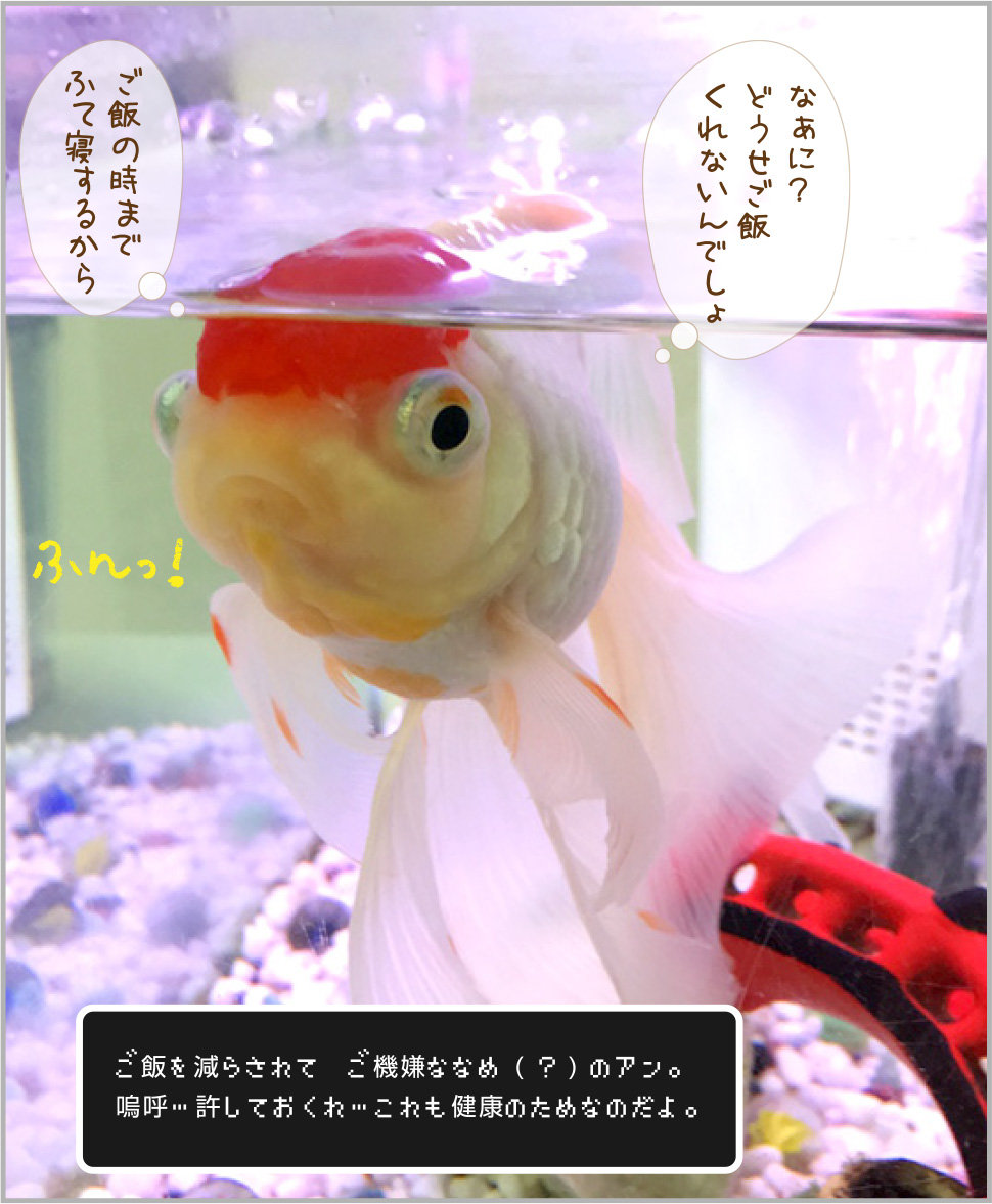 金魚 転覆 注意報 金魚のお世話 始めてみました 金魚 転覆 注意報 金魚のお世話 始めてみました