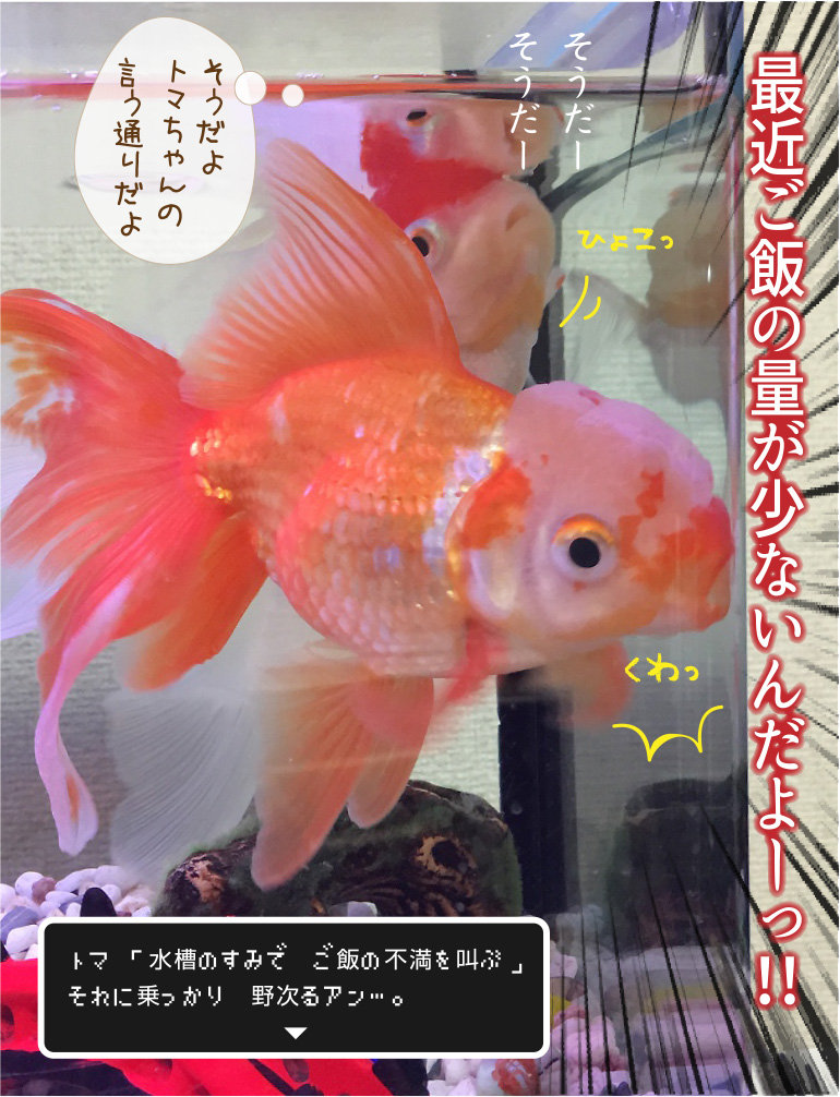 時には金魚も叫んでみたり 金魚のお世話 始めてみました