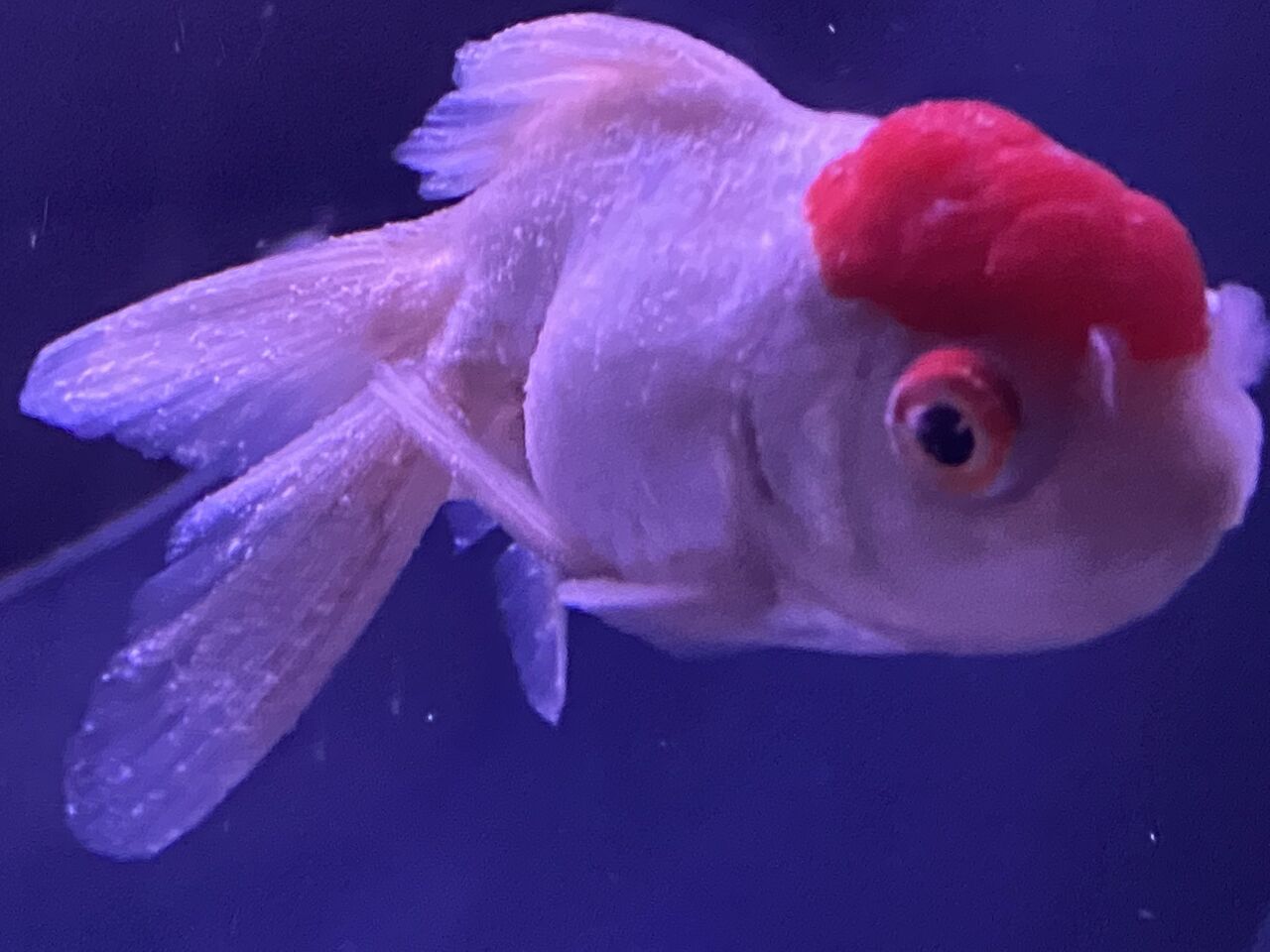 話題 飼育状況が酷い 東京 日本橋にオープンした アートアクアリウム美術館 の金魚が問題に メンタリズム速報 話題 飼育状況が酷い 東京 日本橋にオープンした アートアクアリウム美術館 の金魚が問題に メンタリズム速報