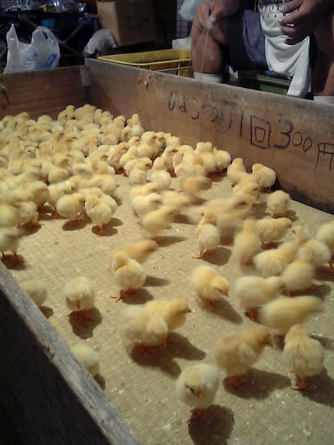 これぞ 日本の祭り まるこ草子