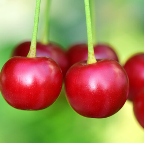 チェリーpublicdomainq-0042112jsj